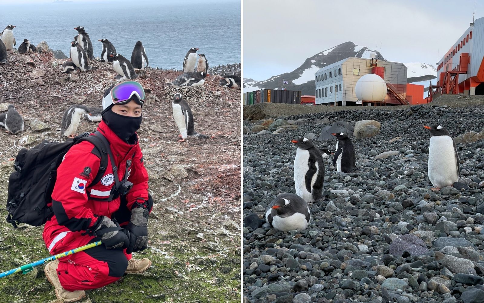 su kuşu, dış mekan, kuş, penguen içeren bir resim

Açıklama otomatik olarak oluşturuldu